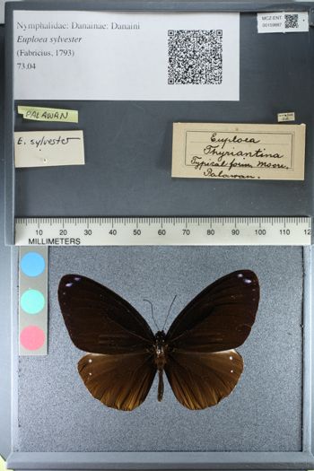 Media type: image;   Entomology 159887